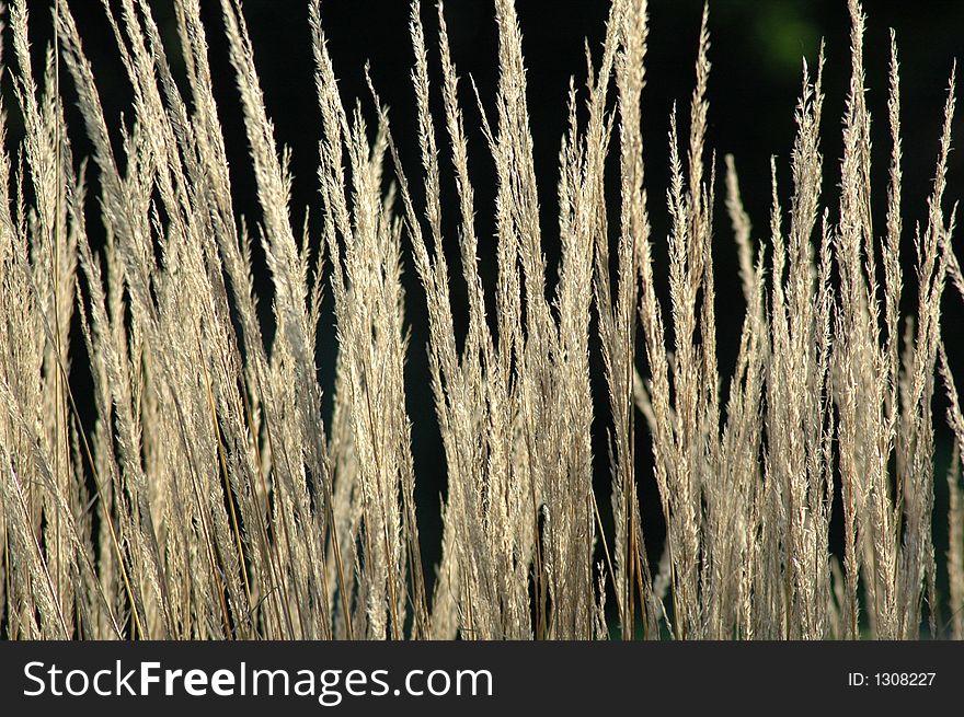 Autumn golden grasses with black background.