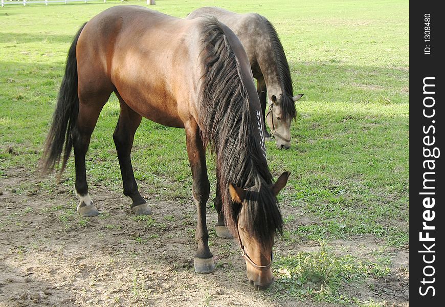 Two brown horses grazing in pasture