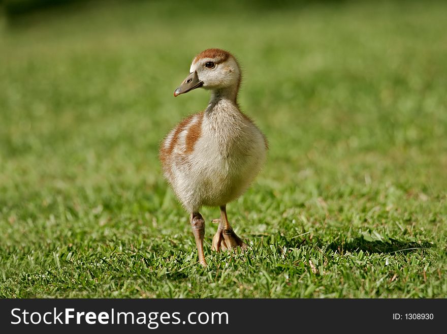 An Egyptian goose (Alopochen aegyptiacus) duckling, South Africa. An Egyptian goose (Alopochen aegyptiacus) duckling, South Africa