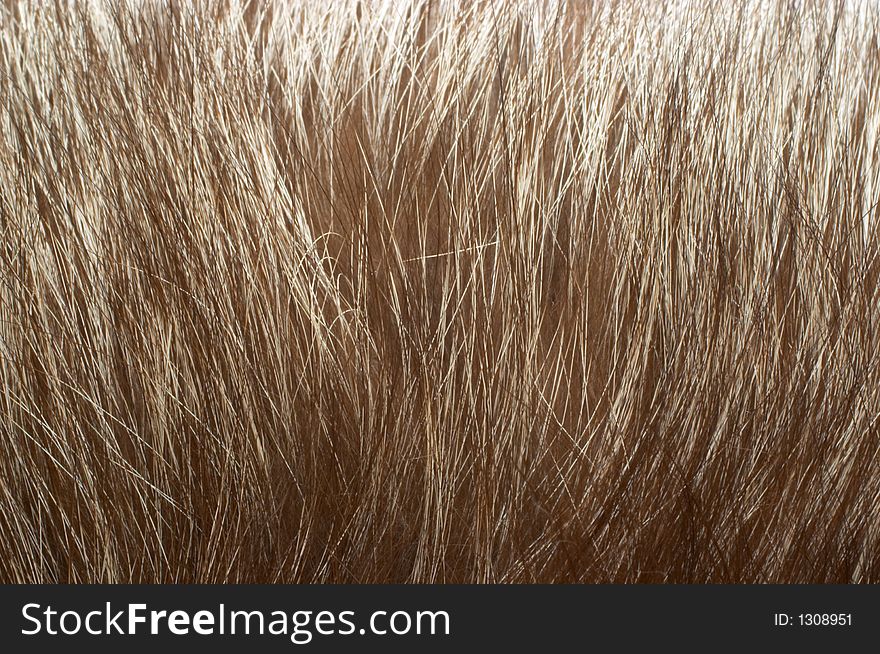 Silver fox fur background, texture, closeup