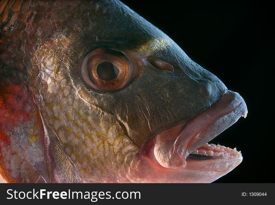 Macro of a dorada head - delicious fish. Macro of a dorada head - delicious fish