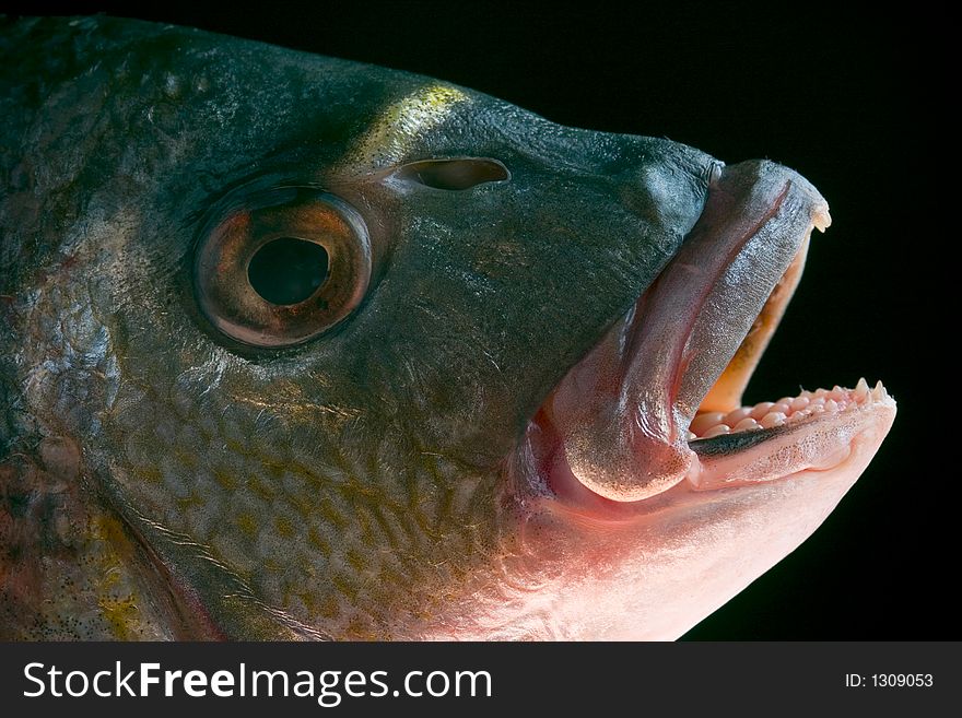 Macro of a dorada head - delicious fish. Macro of a dorada head - delicious fish