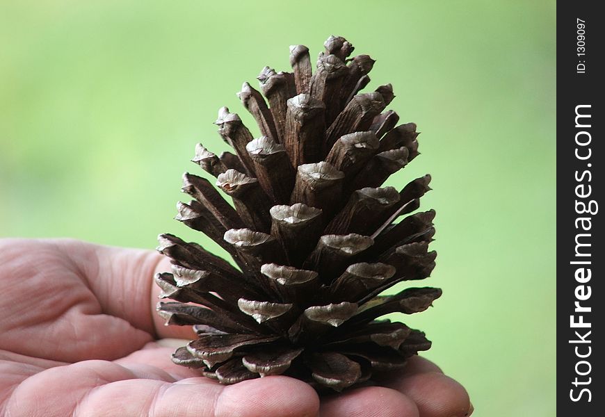 Pine cone ready for decorating for Christmas. . Pine cone ready for decorating for Christmas.