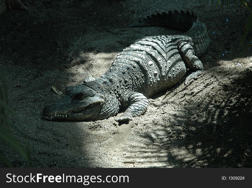 Captive crocodile in a Toronto ZOO - Canada.