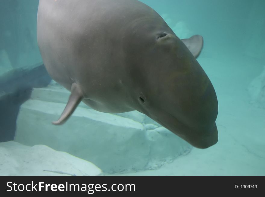 Beluga under the happy water