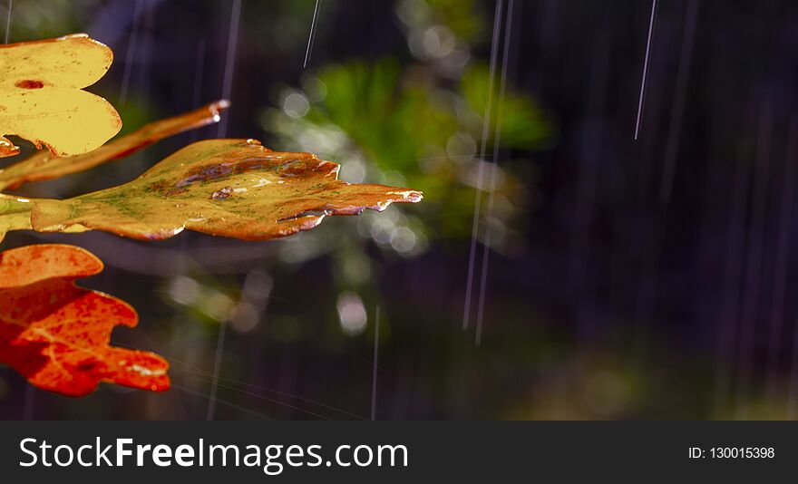 oak leaves and dew drops, autumn background rain