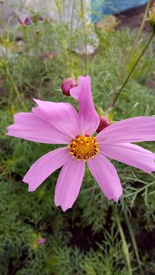 Cosmea - Mexican Guest On The Flower Garden And In The Garden Stock Image