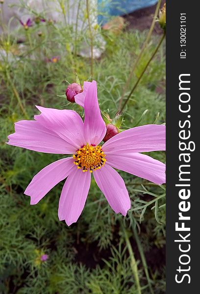 Cosmea - Mexican guest on the flower garden and in the garden