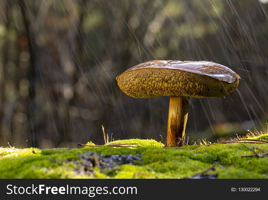 Xerocomellus chrysenteron mushroom in needles forest close up