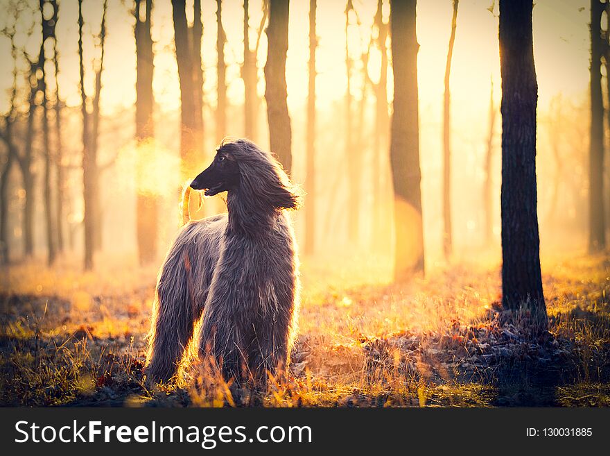 Photo of the cute dog walking in the park. Photo of the cute dog walking in the park