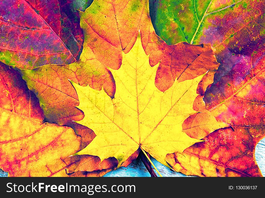 Autumn background of yellow and colored leaves