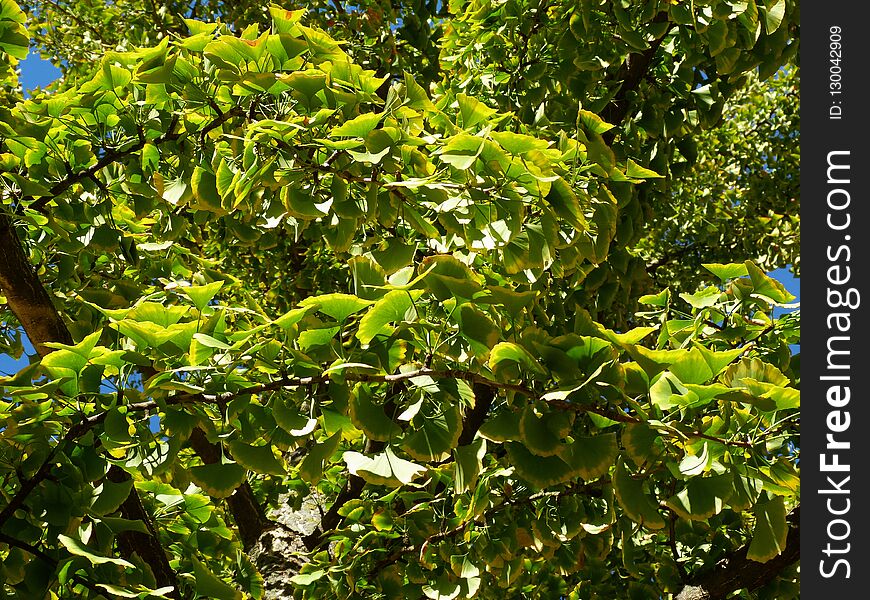 Green Ginkgo Biloba tree dense foliage in the summer under blue sky. Green Ginkgo Biloba tree dense foliage in the summer under blue sky