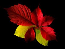 Autumn Colorful Leaves On A Black Background. Stock Images Autumn Colorful Leaves On A Black Background. Stock Images
