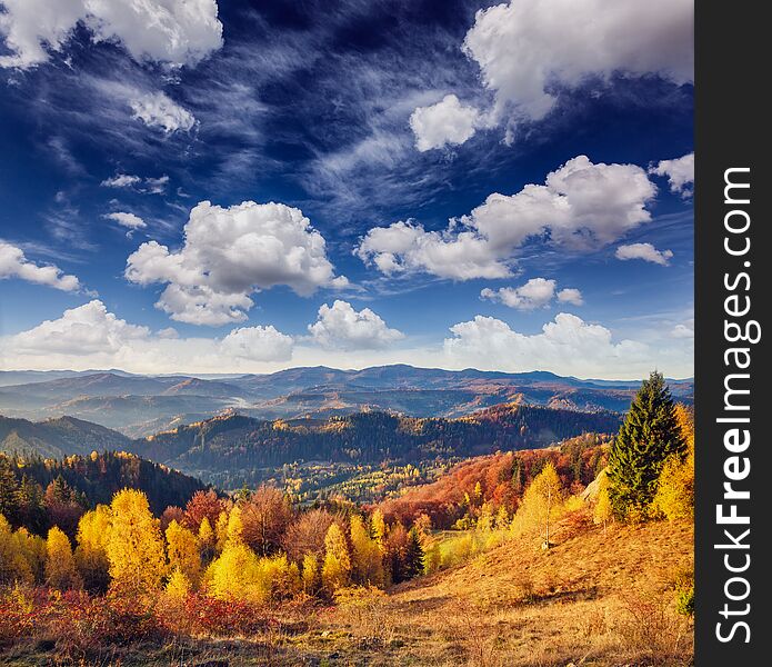 Majestic trees with sunny beams at mountain valley. Dramatic and picturesque morning scene. Red and yellow leaves. Warm toning effect. Carpathians, Sokilsky ridge. Ukraine, Europe. Beauty world. Majestic trees with sunny beams at mountain valley. Dramatic and picturesque morning scene. Red and yellow leaves. Warm toning effect. Carpathians, Sokilsky ridge. Ukraine, Europe. Beauty world.