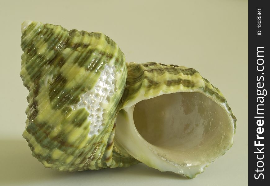 Close-up of sea shell of the coralliophilidae family. Close-up of sea shell of the coralliophilidae family