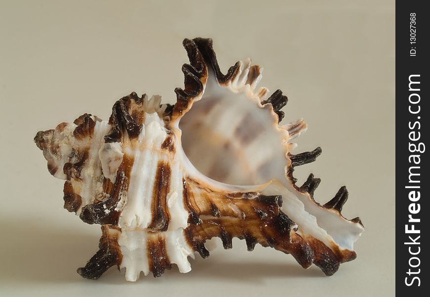 Close-up of a sea shell with white backdrop. Close-up of a sea shell with white backdrop