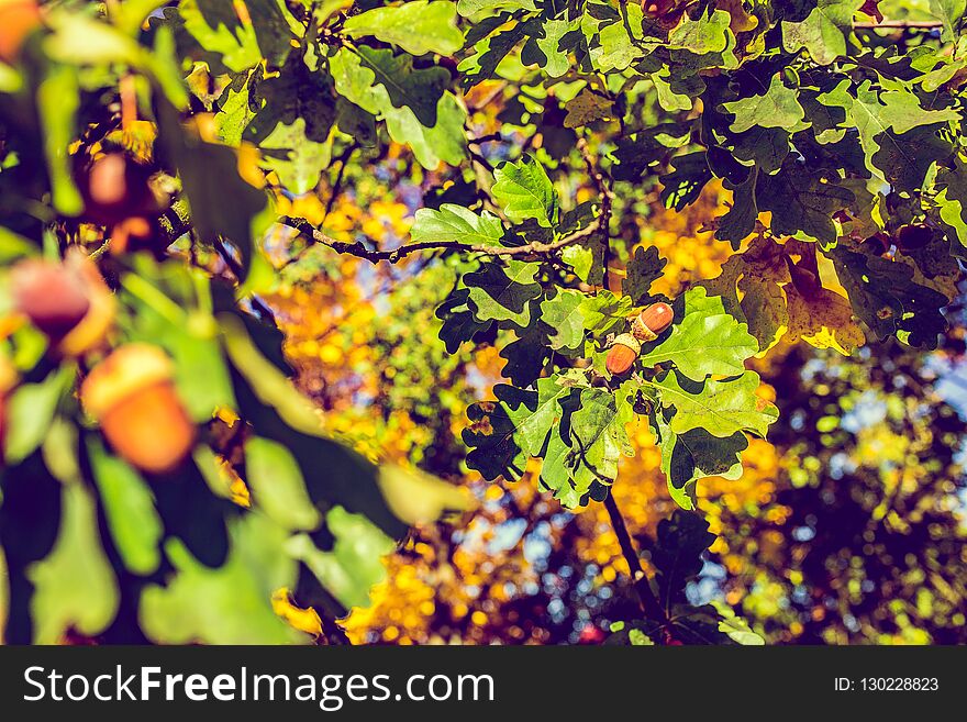 Autumn Tree With Green Leaves And Acorn