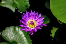 Close-up Of A Purple Waterlily In The Sunshine Royalty Free Stock Photography Close-up Of A Purple Waterlily In The Sunshine Royalty Free Stock Photography