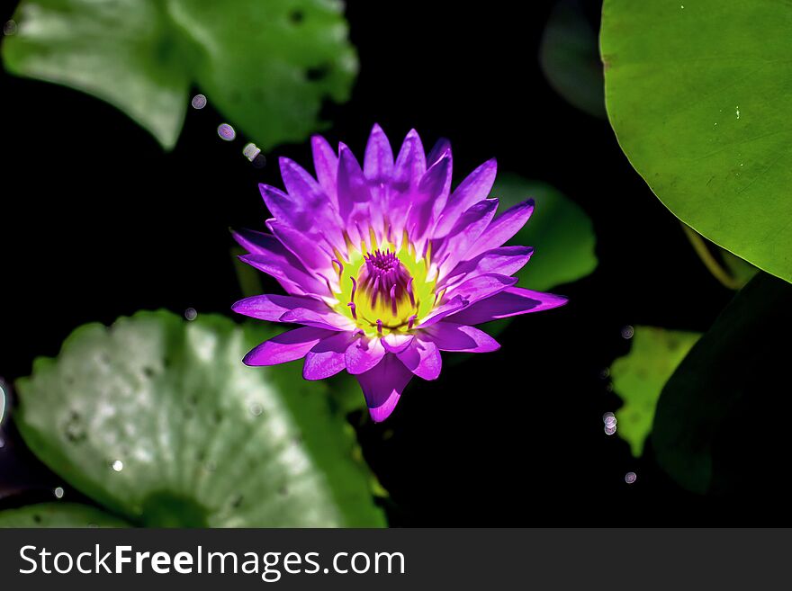 A pretty purple waterlily in full bloom with vivid colors and surrounding green leaves on a black background. A pretty purple waterlily in full bloom with vivid colors and surrounding green leaves on a black background