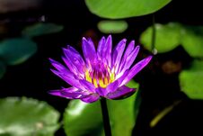A Purple Waterlily In The Sunlight Stock Photos