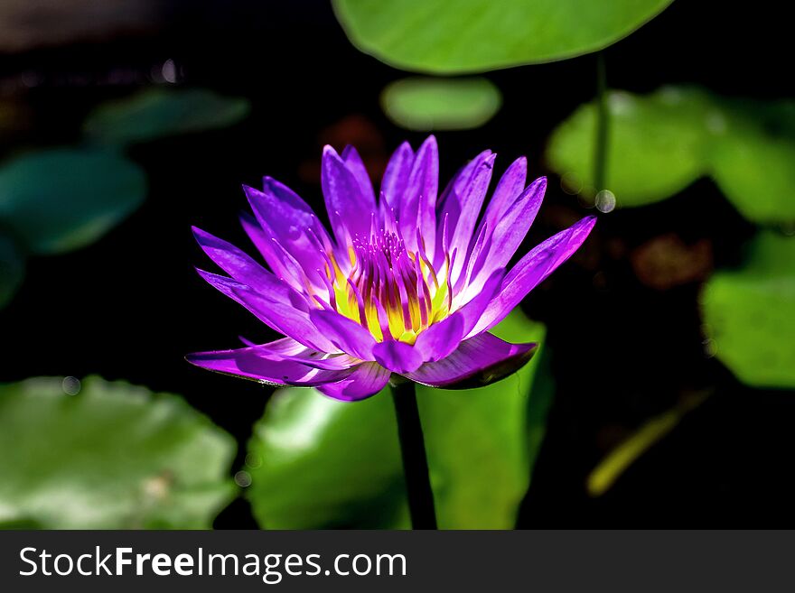 Close-up of a pretty purple waterlily in full bloom with vivid colors and surrounding green leaves on a black background. Close-up of a pretty purple waterlily in full bloom with vivid colors and surrounding green leaves on a black background