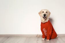 Free Cute Dog In Warm Sweater On Floor. Stock Image - 130297731