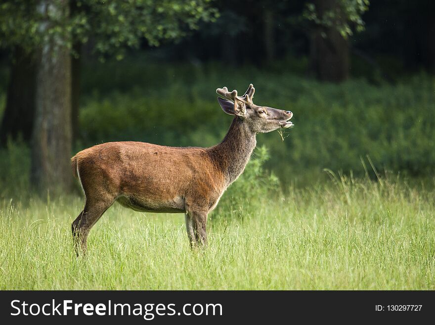 Young Red deer in summer