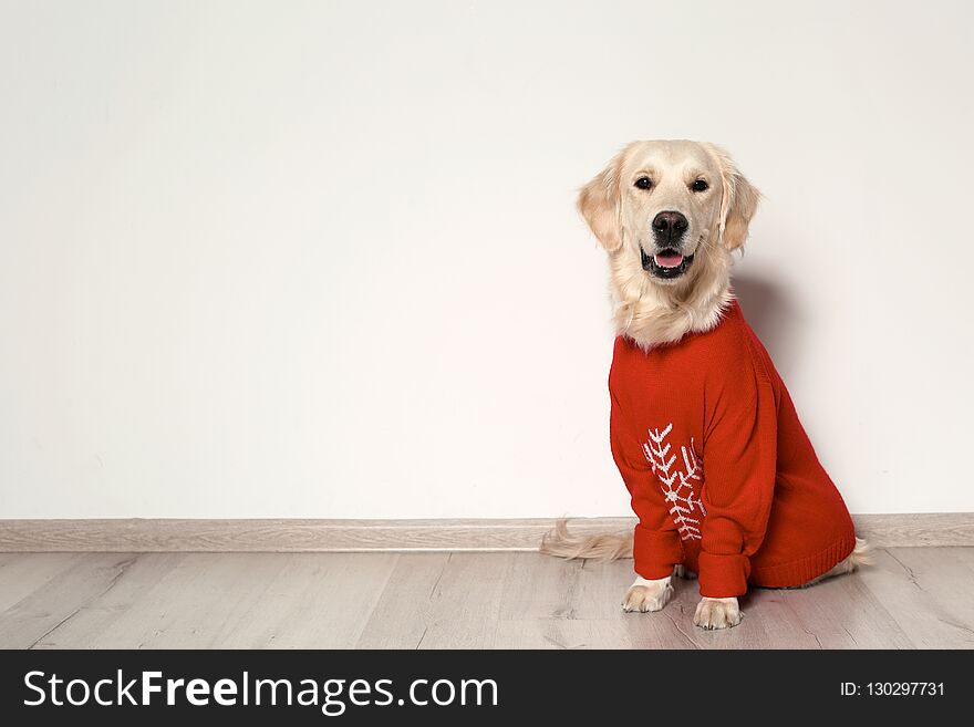 Cute dog in warm sweater on floor. Christmas celebration