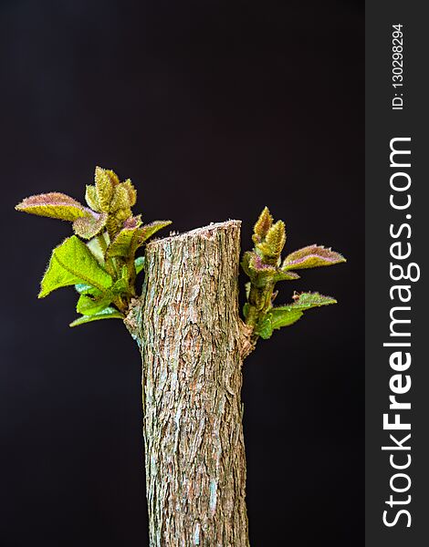 Young leaves of butterfly bush on black background. Young leaves of butterfly bush on black background.