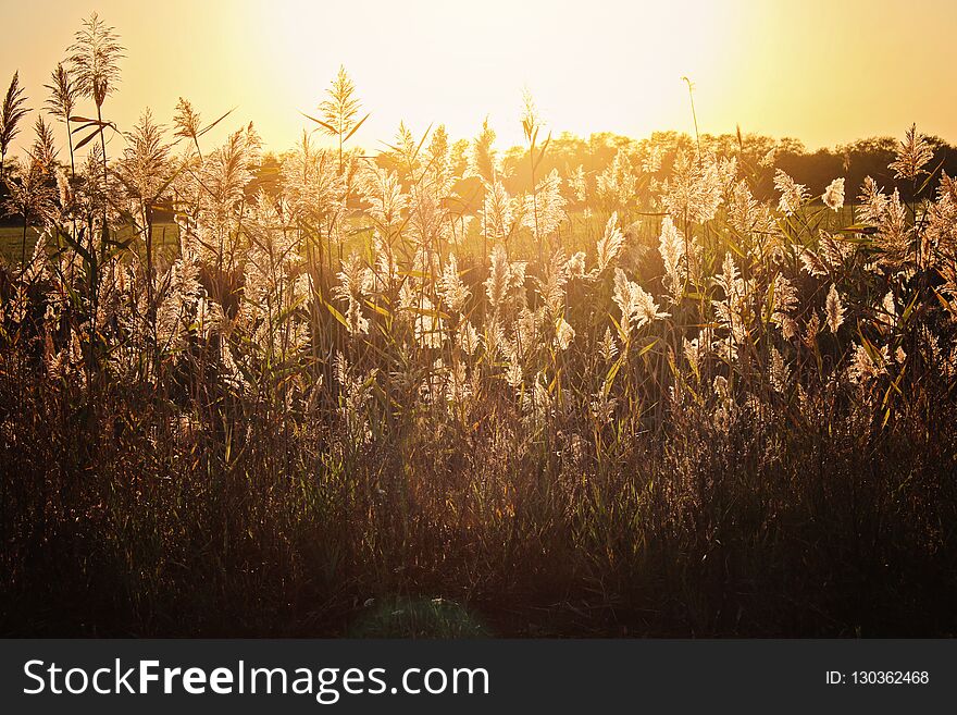 Beautiful golden sunset on the background of high grass.