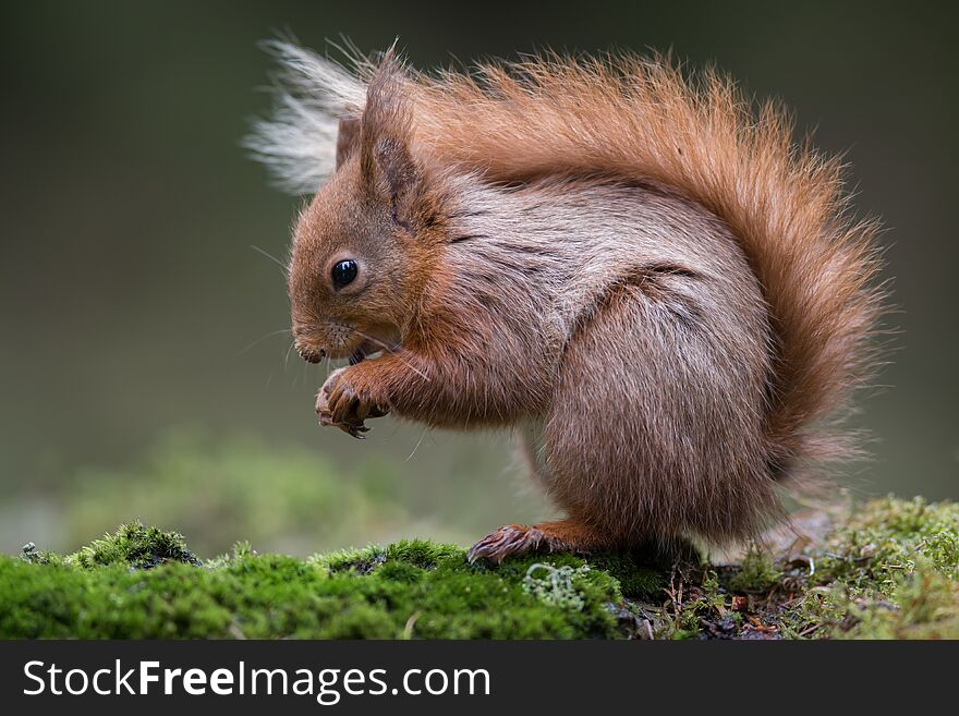 Red squirrel feeding full frame