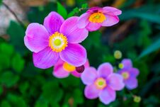 Japanese Anemone Anemone Hupehensis Flower. Pink Garden Plant In The Family Ranunculaceae, Aka Chinese Anemone, Thimbleweed Or Win Royalty Free Stock Photos