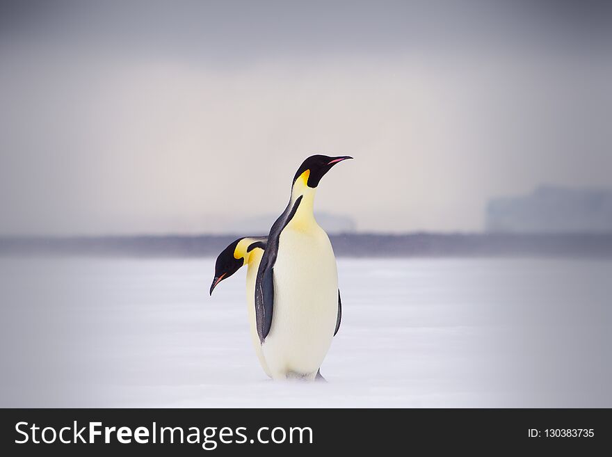 Two Emperor Penguins on sea ice, one behind the other.