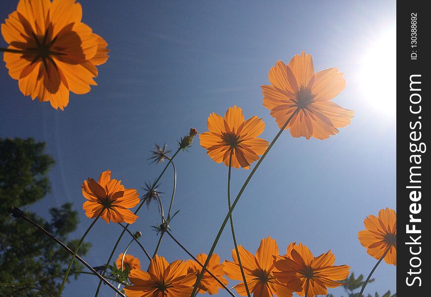 Beautiful sunlight and orange blossom flowers