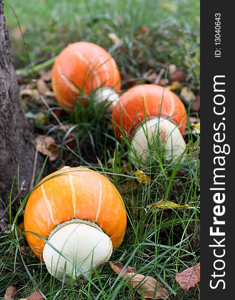 Yellow squashes in grass in autumn