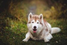 Portrait Of Adorable And Beautiful Siberian Husky Dog Lying In The Bright Fall Forest At Sunset Royalty Free Stock Images