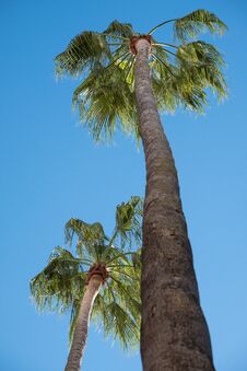 Tall Palm Trees In Piazetta Antonio Panzera In Centre Of The Historic Baroque City Of Lecce In Puglia Italy. Stock Photos