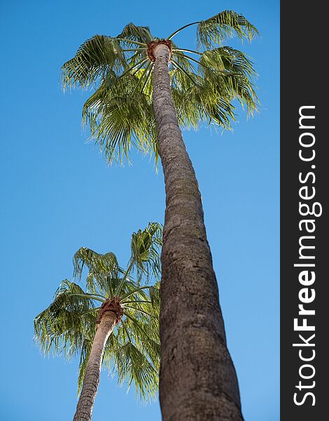 Tall palm trees in Piazetta Antonio Panzera in centre of the historic baroque city of Lecce in Puglia Italy.