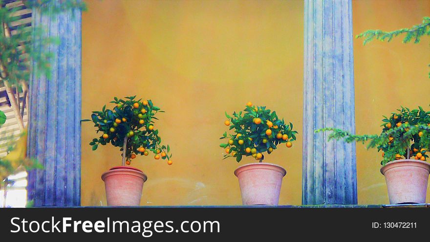 Yellow, Wall, Flower, Painting