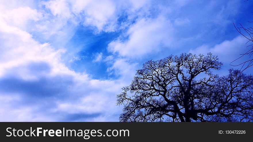 Sky, Cloud, Tree, Blue