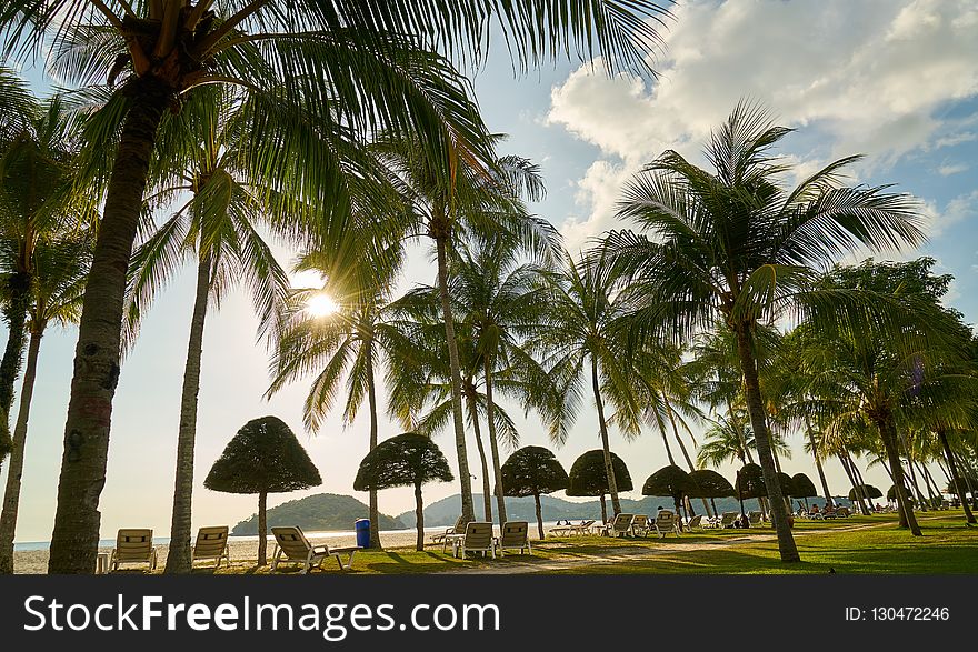 Palm Tree, Arecales, Tropics, Tree