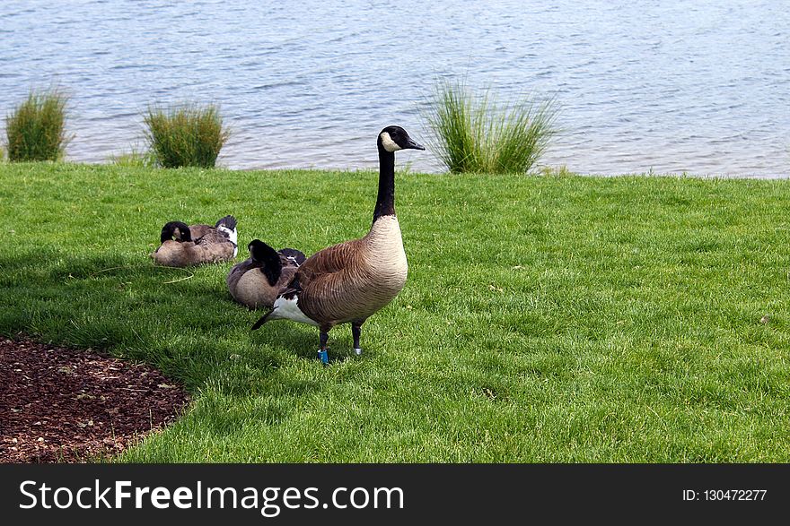 Bird, Fauna, Goose, Water Bird