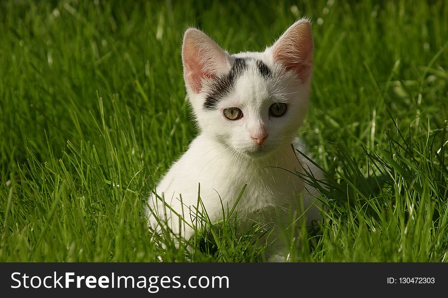 Cat, Fauna, Whiskers, Grass