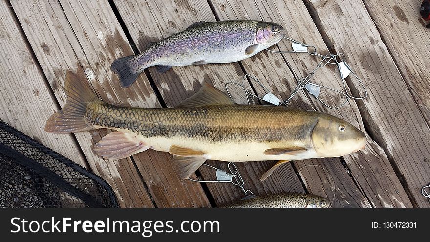 Trout, Fauna, Fish, Cod