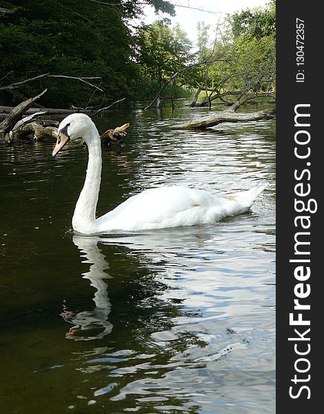 Swan, Waterway, Bird, Water Bird