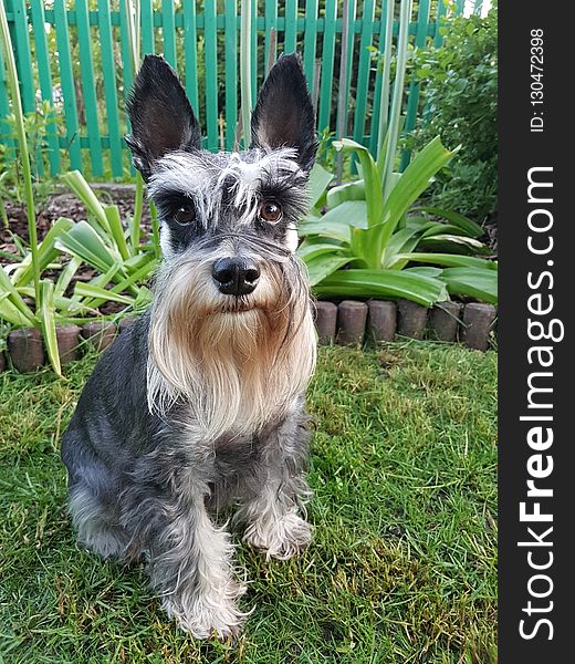 Dog Like Mammal, Dog, Dog Breed, Miniature Schnauzer