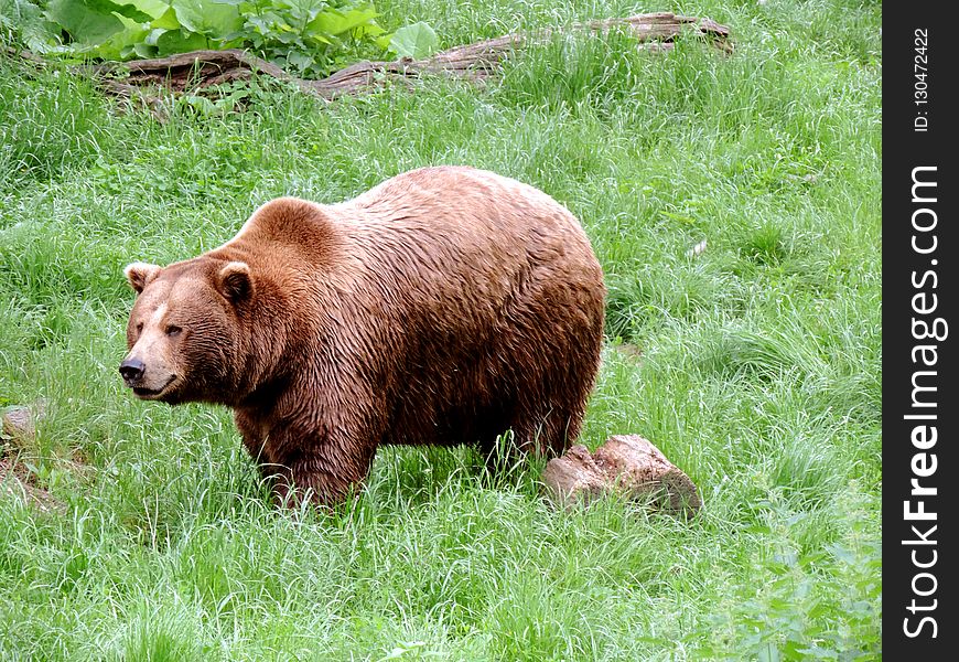Brown Bear, Terrestrial Animal, Bear, Grizzly Bear
