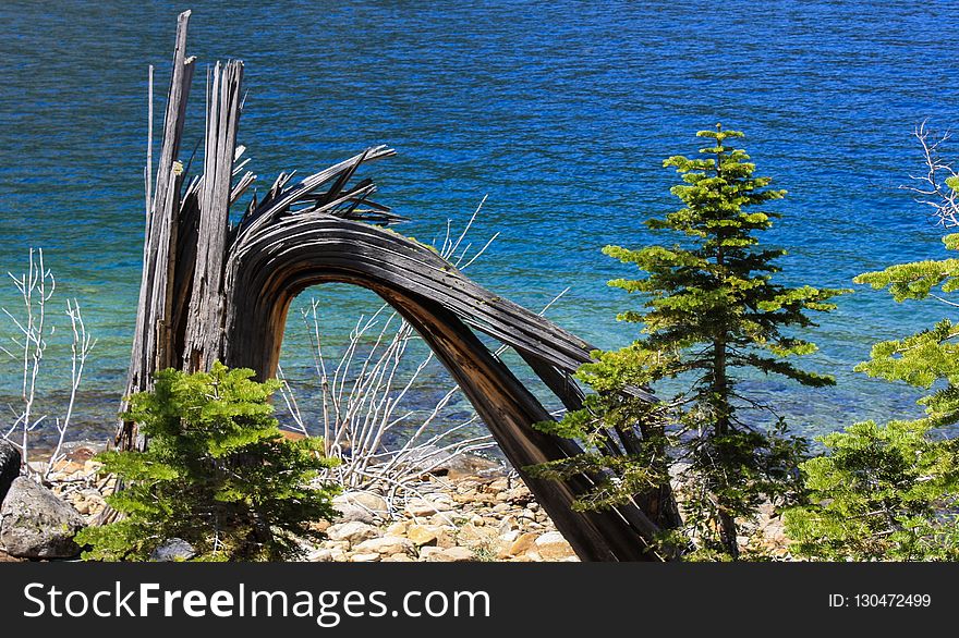 Tree, Plant, Fixed Link, Bridge