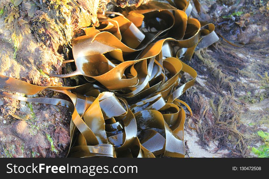 Organism, Rock, Computer Wallpaper, Seaweed