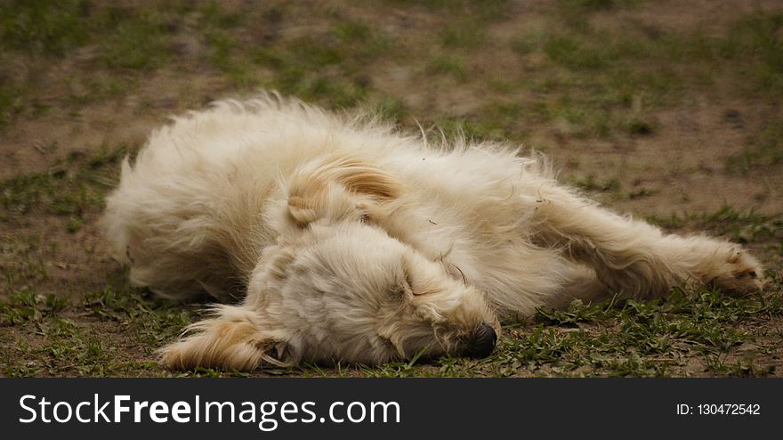 Dog Breed Group, Grass, Snout, Wildlife